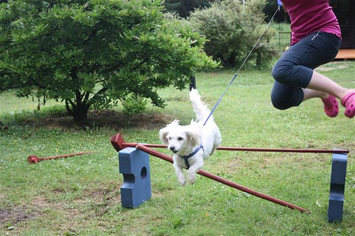 Coton de tulear Jasmin billede 19
