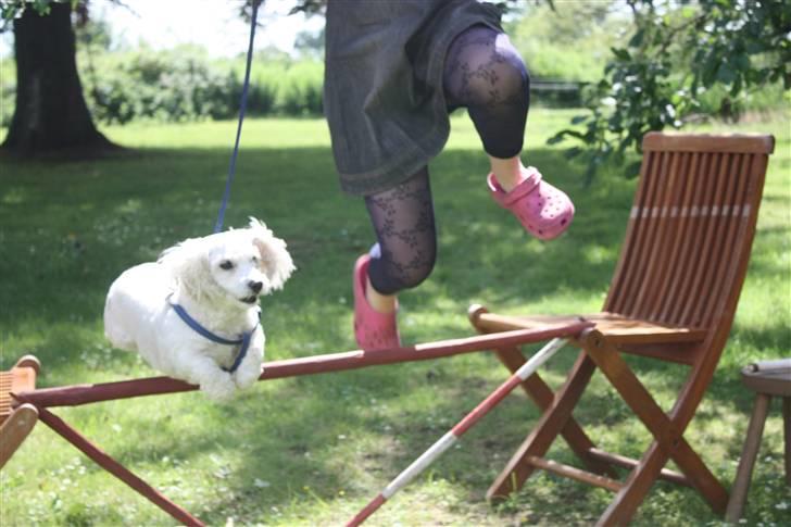 Coton de tulear Jasmin billede 20