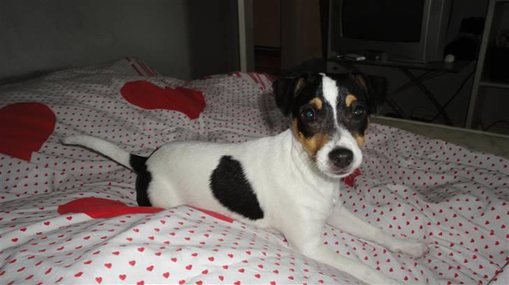 Dansk svensk gaardhund Minnie billede 1