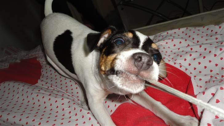 Dansk svensk gaardhund Minnie billede 3