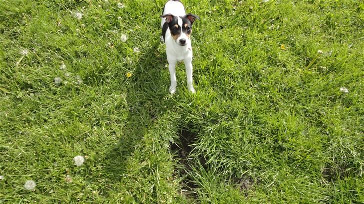 Dansk svensk gaardhund Minnie billede 4