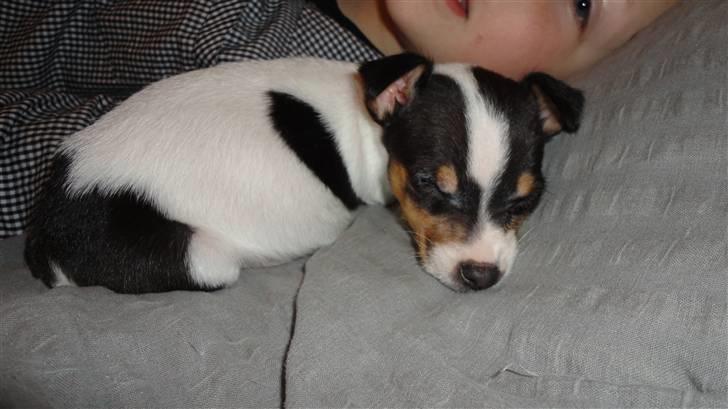 Dansk svensk gaardhund Minnie billede 5