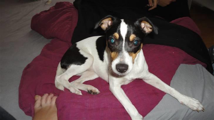 Dansk svensk gaardhund Minnie billede 6