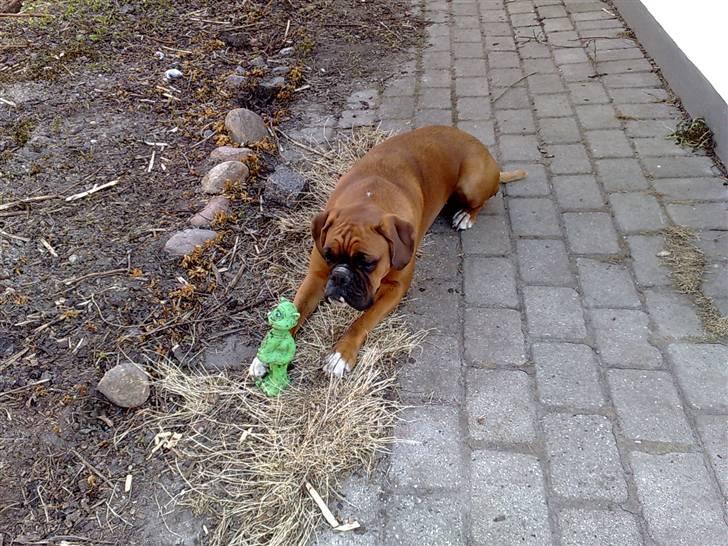 Boxer Gurli R.I.P. - Jeg kan blive helt træt af at lege billede 1