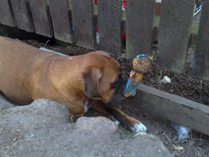 Boxer Gurli R.I.P. billede 2