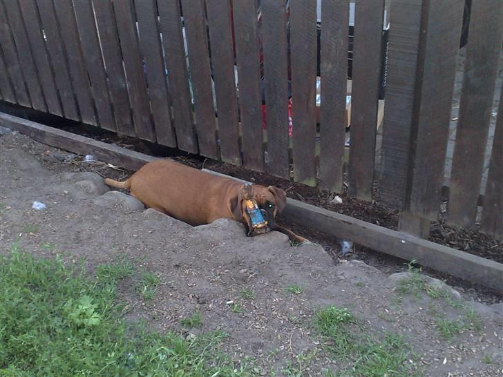 Boxer Gurli R.I.P. - Når jeg ligger hernede kan de ikke se mig.  billede 3