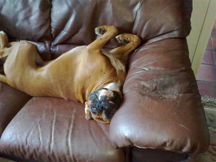 Boxer Gurli R.I.P. - Som jeg nogen gange ligger i sofaen. billede 4
