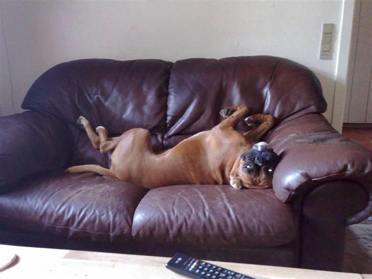 Boxer Gurli R.I.P. billede 5