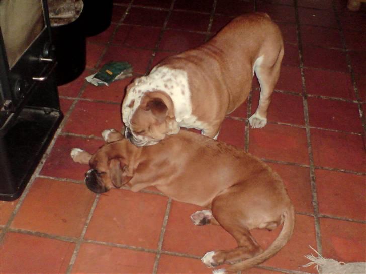 Boxer Gurli R.I.P. billede 6