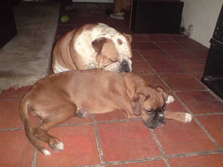 Boxer Gurli R.I.P. - Mig og Bertil sammen. Er vi ikke nuttede? billede 7