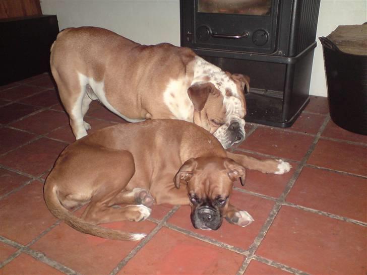 Boxer Gurli R.I.P. billede 8