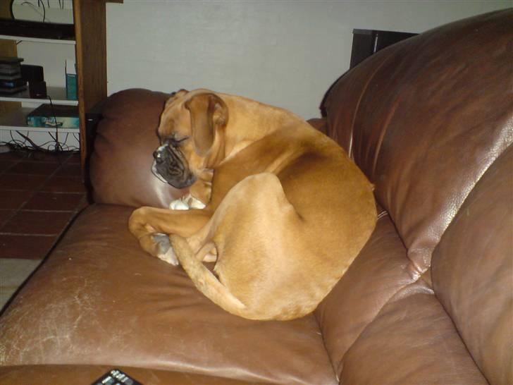 Boxer Gurli R.I.P. billede 9