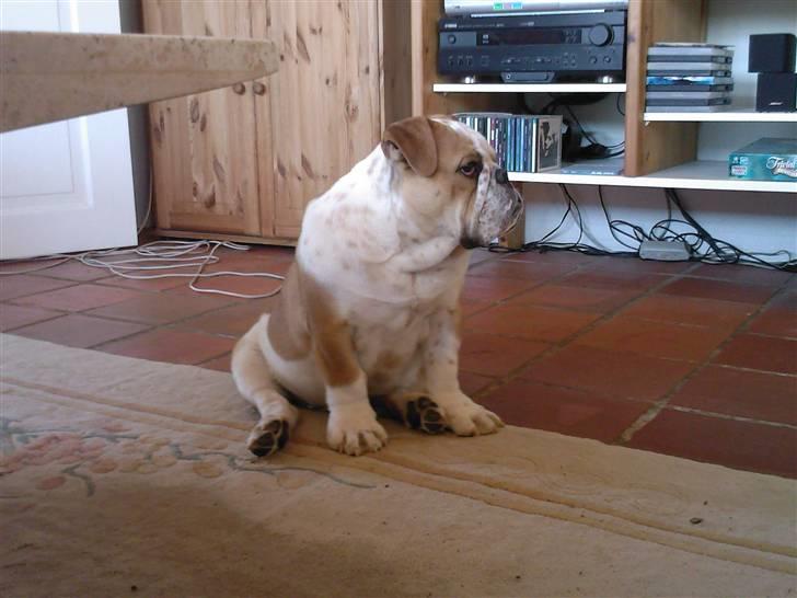 Engelsk bulldog Bertil R.I.P - HOV! Hvad sker der derude??  billede 1