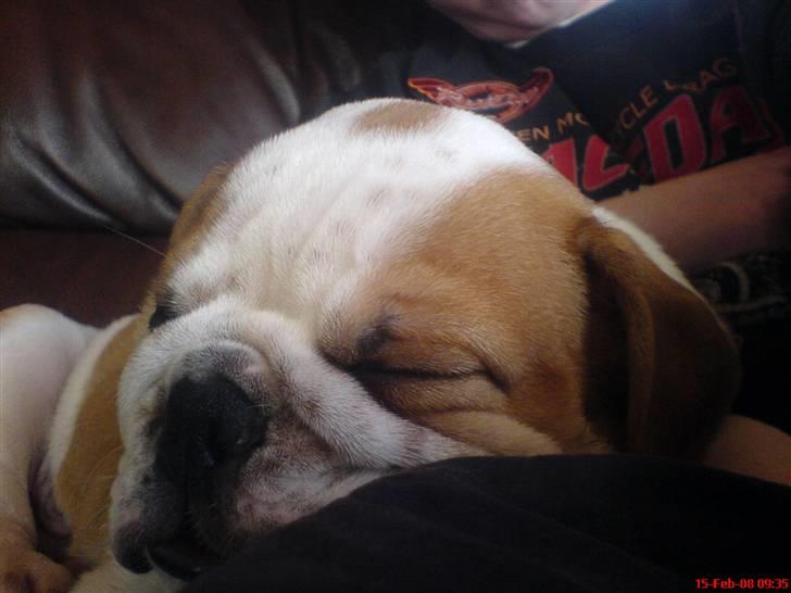 Engelsk bulldog Bertil R.I.P - Jeg er lige blevet lidt træt.  billede 2