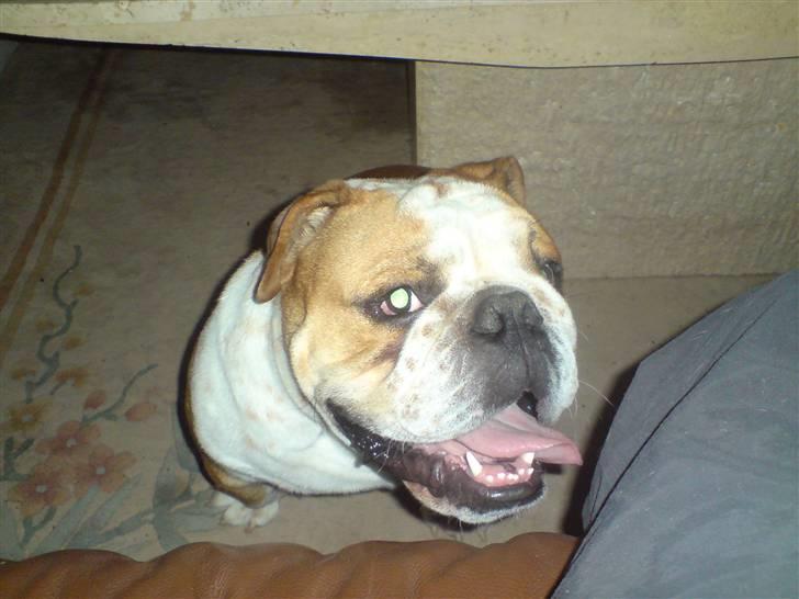 Engelsk bulldog Bertil R.I.P - Jeg sidder lige og får vejret lidt.  billede 3