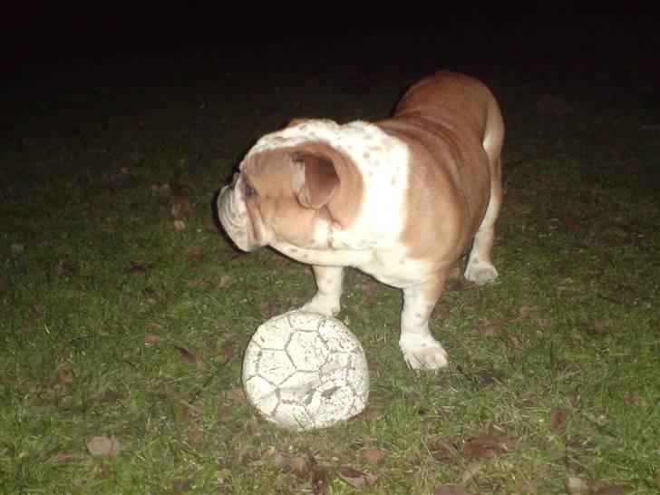 Engelsk bulldog Bertil R.I.P - Jeg bliver helt forpustet af at spille bold.  billede 4
