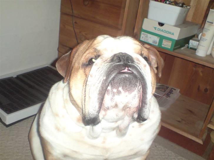 Engelsk bulldog Bertil R.I.P billede 5