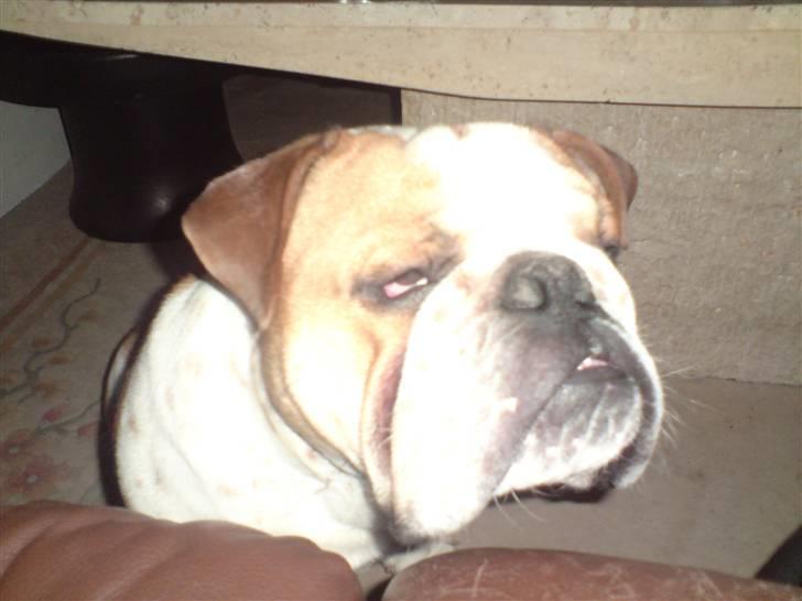 Engelsk bulldog Bertil R.I.P - Jeg sidder lige og har lidt ondt af mig selv. ;) billede 6