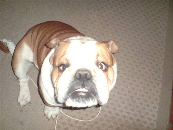 Engelsk bulldog Bertil R.I.P - NEJ!!! DET KAN IKKE VÆRE RIGTIGT!  billede 7