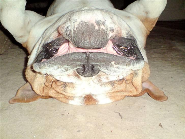 Engelsk bulldog Bertil R.I.P - Man kan ikke andet end at holde af ham når han ligger på ryggen og sover.  billede 8