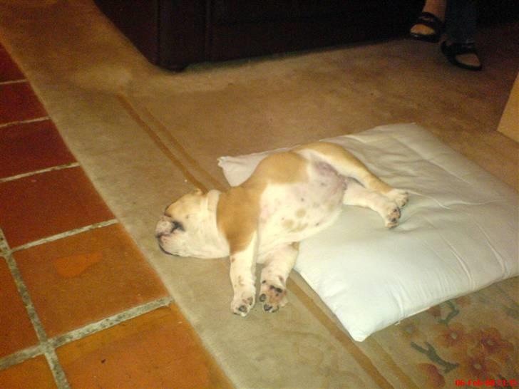 Engelsk bulldog Bertil R.I.P - Da jeg var hvalp. Jeg vidste ikke man kunne bruge hele puden.  billede 9