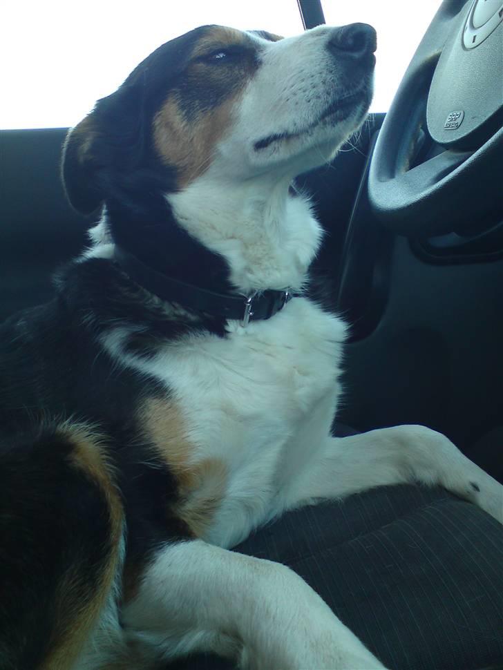 Border collie Lynn billede 1