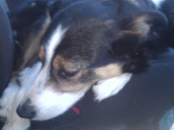 Border collie Lynn billede 2