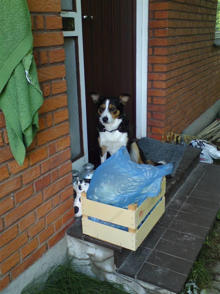 Border collie Lynn billede 3