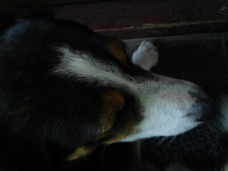 Border collie Lynn billede 4