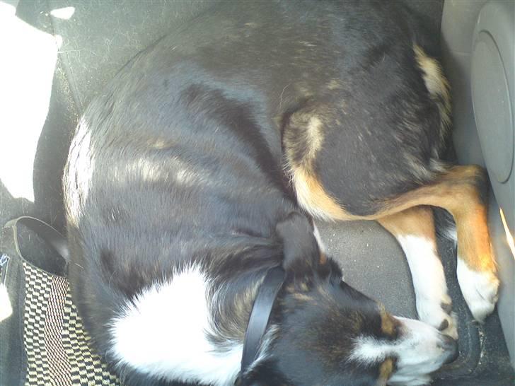 Border collie Lynn billede 5