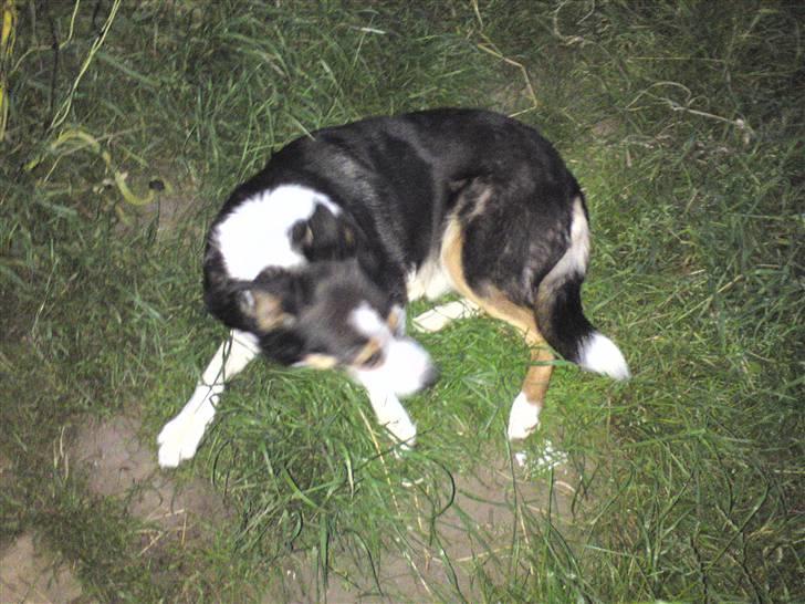 Border collie Lynn billede 6