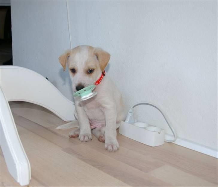 Dansk svensk gaardhund Samson billede 1