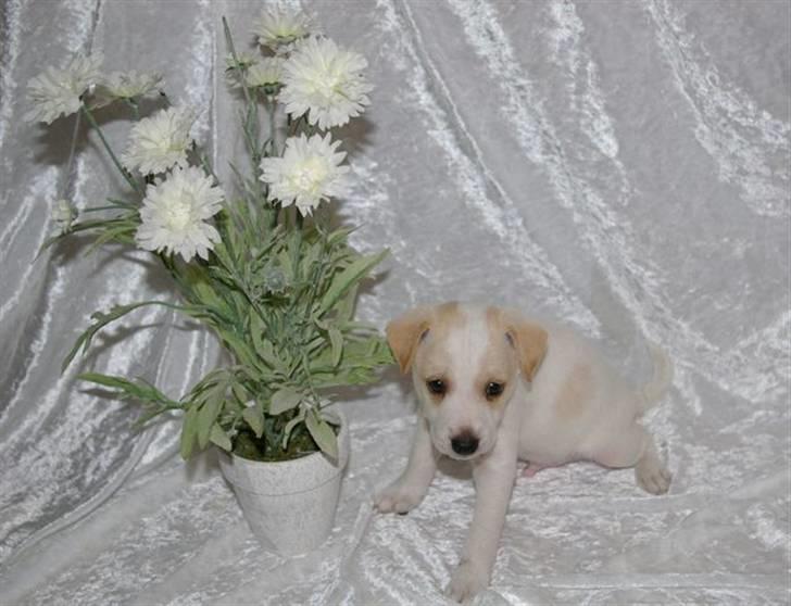 Dansk svensk gaardhund Samson billede 2