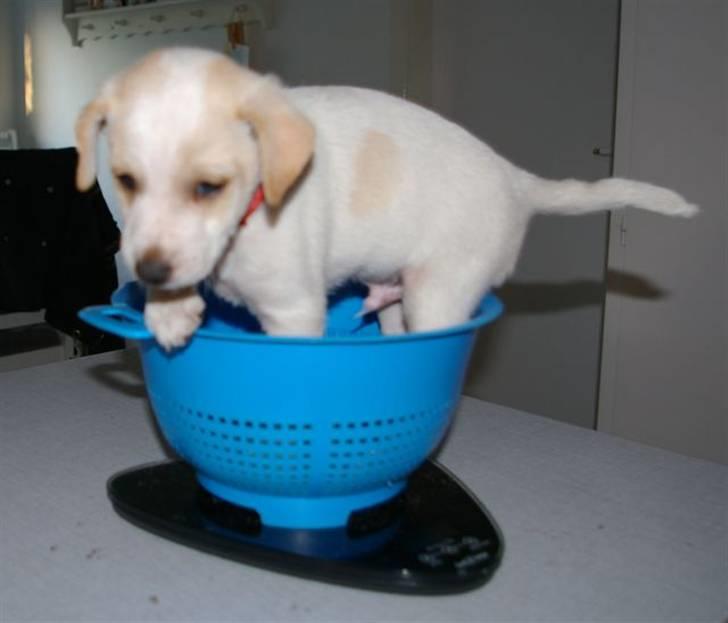 Dansk svensk gaardhund Samson billede 3