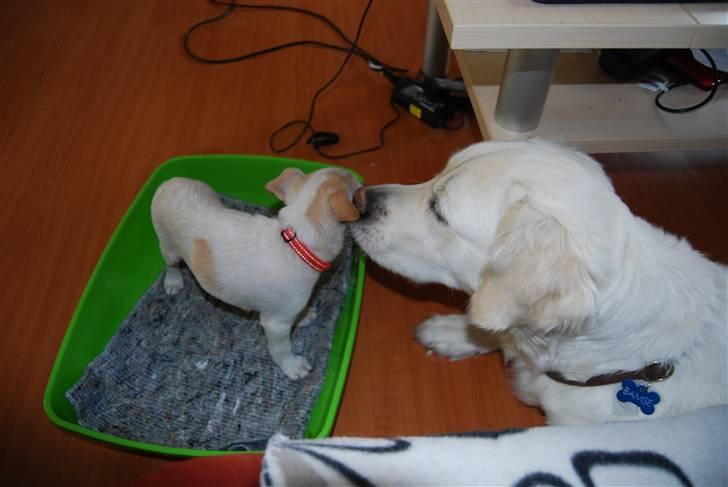 Dansk svensk gaardhund Samson - bamse hvad vil du her  billede 4