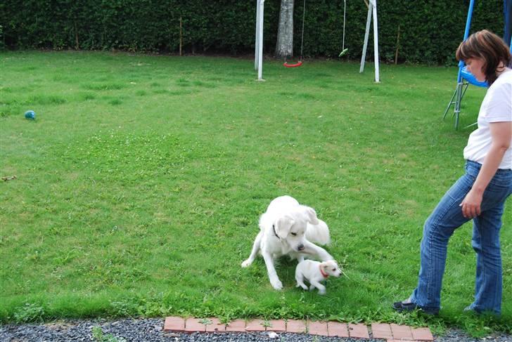 Dansk svensk gaardhund Samson billede 5