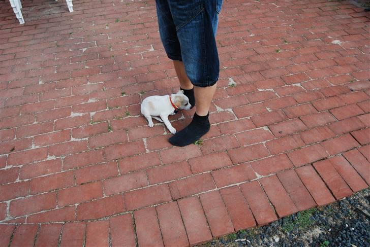 Dansk svensk gaardhund Samson billede 6