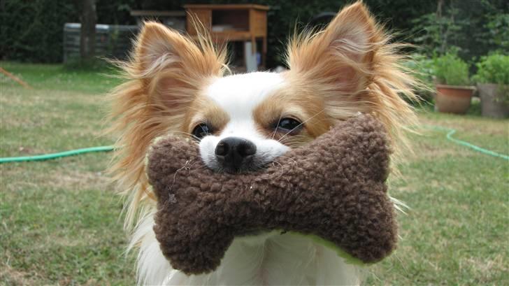 Chihuahua / papillon Viggo billede 20