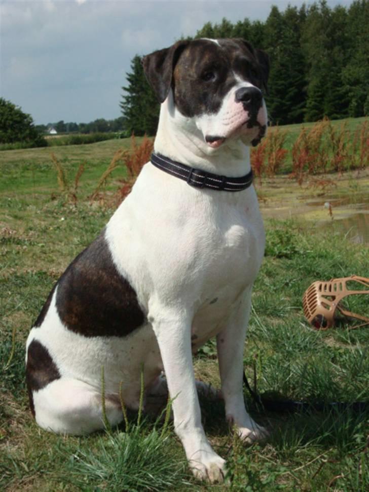 Amerikansk bulldog Cischa (Afrodite) R.I.P Savnet - Cischa 2 år og 5 måneder. billede 16