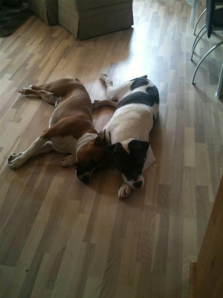 Amerikansk bulldog Cischa (Afrodite) R.I.P Savnet - Cischa med hendes kæreste Chili <3 billede 17