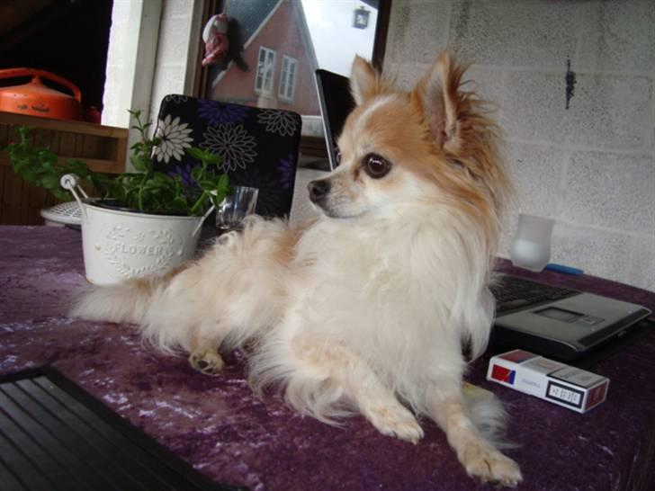 Chihuahua Charlie (R.I.P) billede 8
