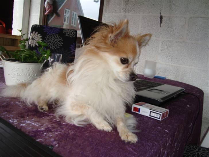 Chihuahua Charlie (R.I.P) billede 9