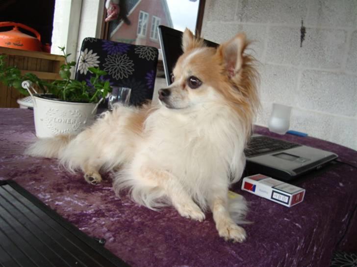 Chihuahua Charlie (R.I.P) billede 10