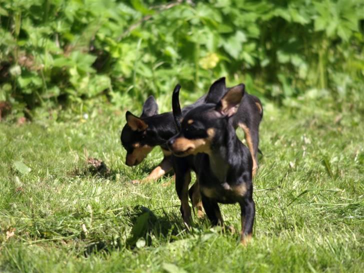 Blanding af racer <3 Diva <3 billede 12