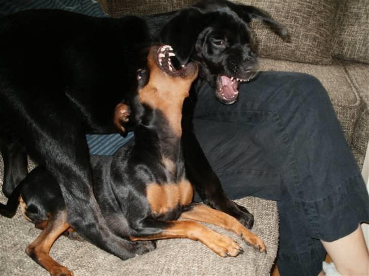 Blanding af racer Nanna - Jeg æder dig, arhg! billede 2