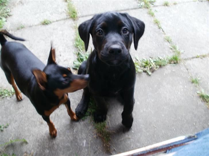 Blanding af racer Nanna - Sagde du kiks? billede 3