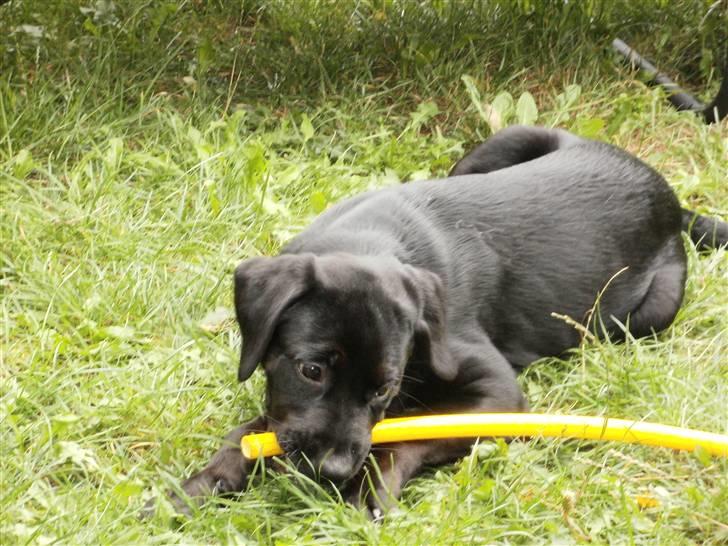 Blanding af racer Nanna - Hvordan får man vand ud af denne her? billede 4
