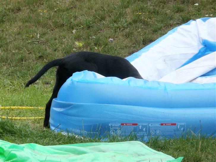 Blanding af racer Nanna - Man er vel en vandhund :-) billede 5