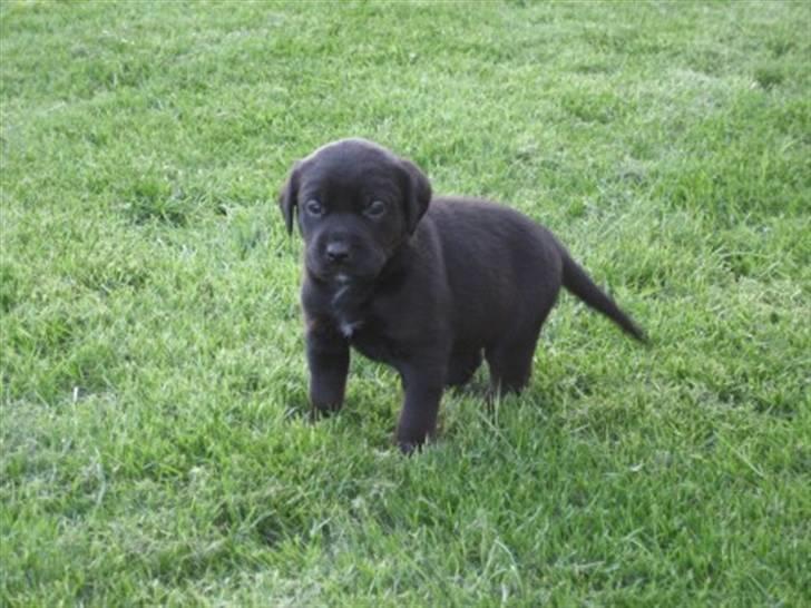 Blanding af racer Nanna - Baby Nanna billede 6