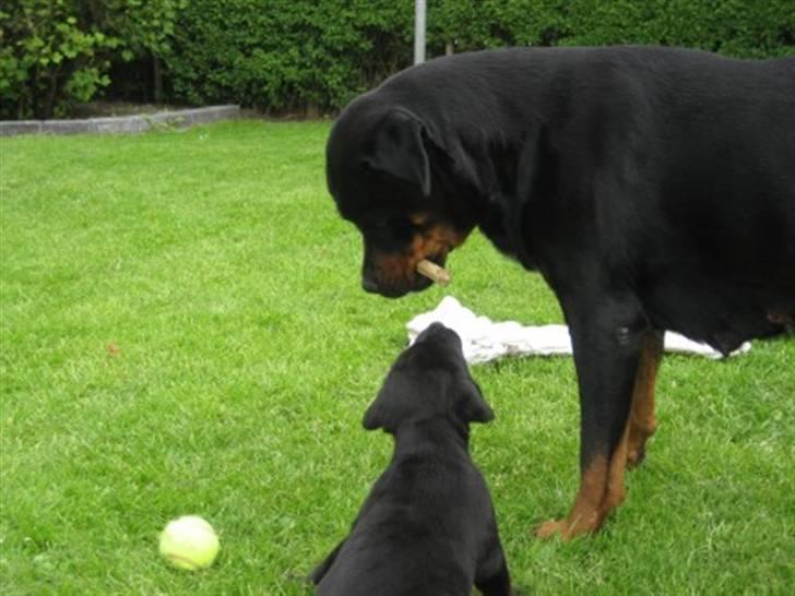 Blanding af racer Nanna - Baby Nanna med sin mor Mischa billede 7